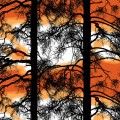Kelohonka, oranssi, design Tanja Orsjoki