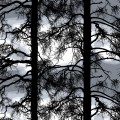 Kelohonka grey by Tanja Orsjoki