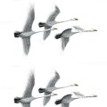 Kotiin Päin, white, by Erik Bruun