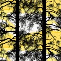 Kelohonka auringonkukankelt by TanjaOrsjoki