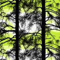 Kelohonka lime by Tanja Orsjoki